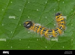 Attēlu rezultāti vaicājumam “Phalera bucephala”