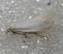 Attēlu rezultāti vaicājumam “Elachista argentella”