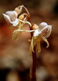 Attēlu rezultāti vaicājumam “Epipogium aphyllum”