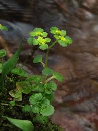 Attēlu rezultāti vaicājumam “Chrysosplenium alternifolium leaf”