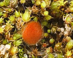 Attēlu rezultāti vaicājumam “Octosporella jungermanniarum”