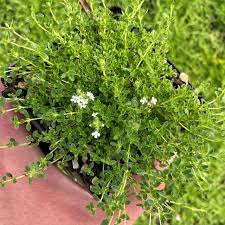 Attēlu rezultāti vaicājumam “Thymus serpyllum”