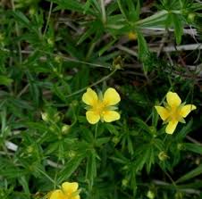 Image result for Potentilla erecta