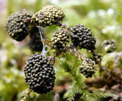 Attēlu rezultāti vaicājumam “Physarum virescens”