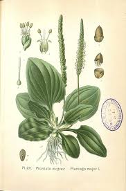 Attēlu rezultāti vaicājumam “Plantago major”