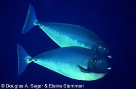 Image result for Naso hexacanthus