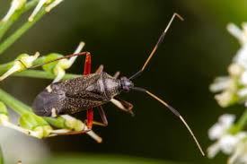 Attēlu rezultāti vaicājumam “Closterotomus biclavatus”