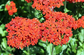 Attēlu rezultāti vaicājumam “Silene chalcedonica flower”