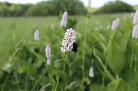 Attēlu rezultāti vaicājumam “Bistorta major”