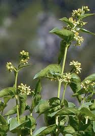 Attēlu rezultāti vaicājumam “Vincetoxicum hirundinaria”