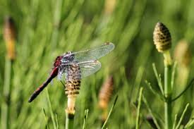 Attēlu rezultāti vaicājumam “Leucorrhinia rubicunda”