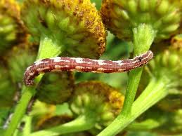 Attēlu rezultāti vaicājumam “Eupithecia linariata”