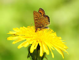 Attēlu rezultāti vaicājumam “Euphydrias aurinia”