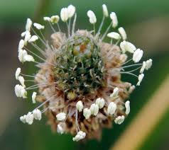 Attēlu rezultāti vaicājumam “Plantago lanceolata leaf”