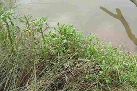 Attēlu rezultāti vaicājumam “Rorippa palustris fruit”