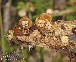 Attēlu rezultāti vaicājumam “Crucibulum laeve”