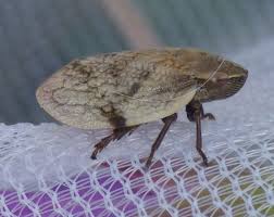 Attēlu rezultāti vaicājumam “Lepyronia coleoptrata”