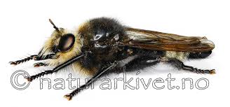 Attēlu rezultāti vaicājumam “Laphria gibbosa”