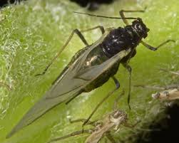 Attēlu rezultāti vaicājumam “Aphis farinosa”