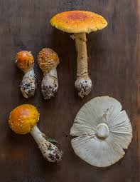 Attēlu rezultāti vaicājumam “Amanita muscaria”
