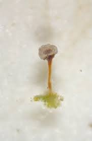 Attēlu rezultāti vaicājumam “Sclerophora farinacea”