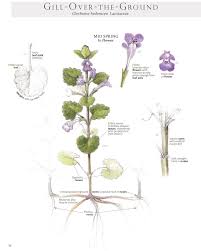 Attēlu rezultāti vaicājumam “Glechoma hederacea leaf”