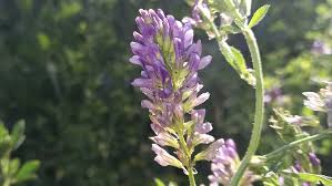 Attēlu rezultāti vaicājumam “Medicago sativa subsp. sativa”