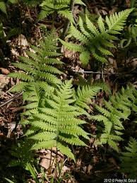 Attēlu rezultāti vaicājumam “Phegopteris connectilis”