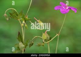 Attēlu rezultāti vaicājumam “Geranium palustre fruit”