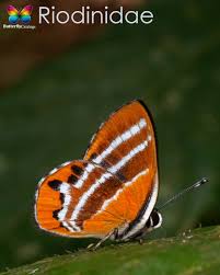 Attēlu rezultāti vaicājumam “Riodinidae”