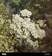 Image result for Chrysanthemum ptarmiciflorum