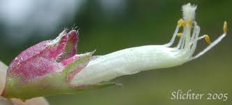 Attēlu rezultāti vaicājumam “Vicia sylvatica bud”