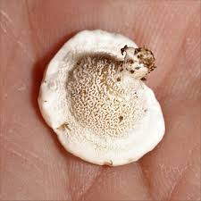 Attēlu rezultāti vaicājumam “Sistotrema confluens”