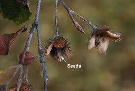 Attēlu rezultāti vaicājumam “Fagus sylvatica female flower”