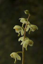 Attēlu rezultāti vaicājumam “Pyrola chlorantha flower”