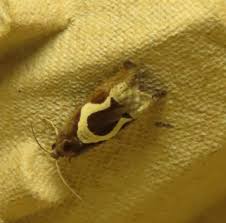 Attēlu rezultāti vaicājumam “Epiblema foenella”