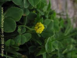 Attēlu rezultāti vaicājumam “Medicago lupulina”