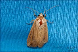 Attēlu rezultāti vaicājumam “Noctuidae”