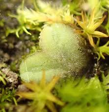 Attēlu rezultāti vaicājumam “Riccia sorocarpa macro”