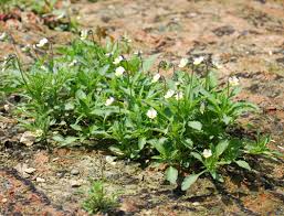 Attēlu rezultāti vaicājumam “Viola arvensis bud”