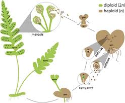 Attēlu rezultāti vaicājumam “Campylium protensum sporophyte”