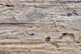 Attēlu rezultāti vaicājumam “Neocudoniella albiceps”