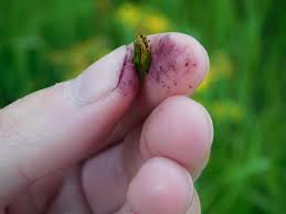 Attēlu rezultāti vaicājumam “Hypericum perforatum bud”