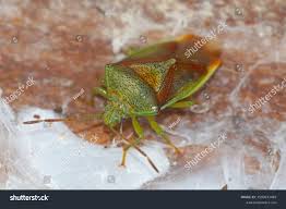 Attēlu rezultāti vaicājumam “Elasmostethus interstinctus nymph”