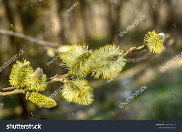 Attēlu rezultāti vaicājumam “Salix aurita flower”