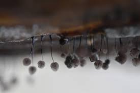 Attēlu rezultāti vaicājumam “Comatricha nigra macro”