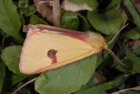 Attēlu rezultāti vaicājumam “Diacrisia sannio male”