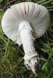 Attēlu rezultāti vaicājumam “Amanita strobiliformis”