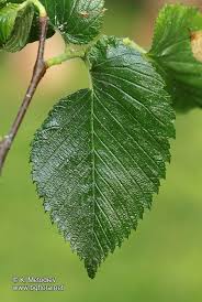 Attēlu rezultāti vaicājumam “Ulmus laevis leaf”