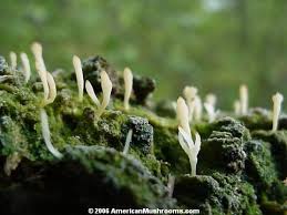 Attēlu rezultāti vaicājumam “Multiclavula mucida”